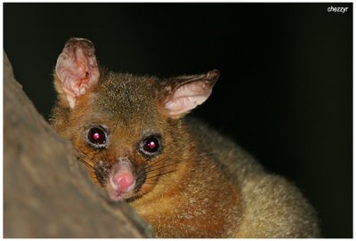 4028- possum
