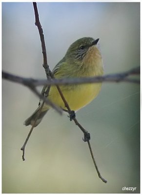 6866- yellow thornbill