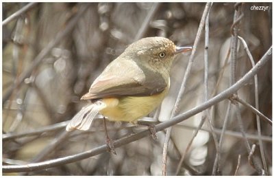 6722- buff rumped thornbill