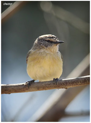 9038- yellow rumped thornbill