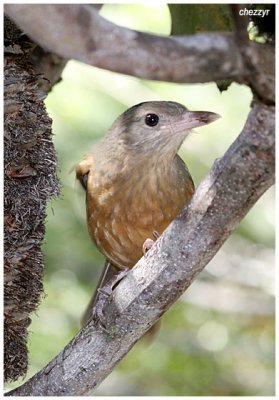 2785- Little Shrike Thrush - Fraser Island Qld