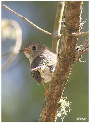9438 - possibly young Rose Robin ? - see 9430 and 9435 also