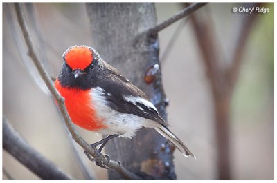 4117- red-capped robin