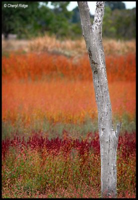 4039b- coloured grasses