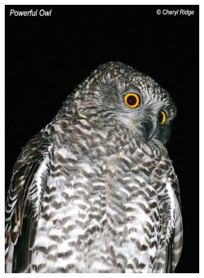 4224-powerful-owl