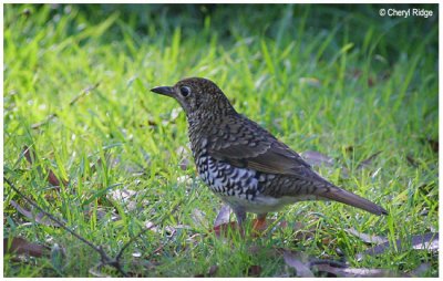 4380- bassian thrush
