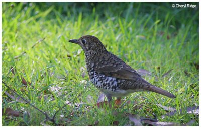 4380- bassian thrush