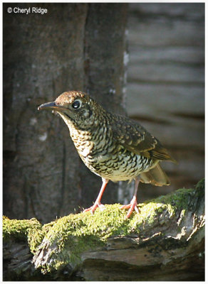 Bassian Thrush