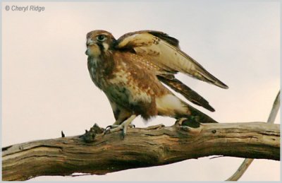 4503- brown falcon