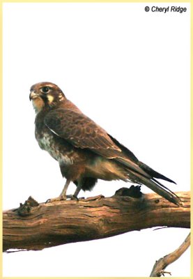 4511- brown falcon