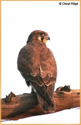 4517- brown falcon