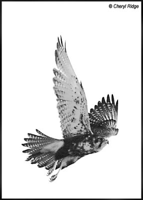 4498- brown falcon