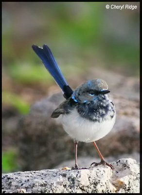 4484- superb fairy wren male - in eclipse plumage