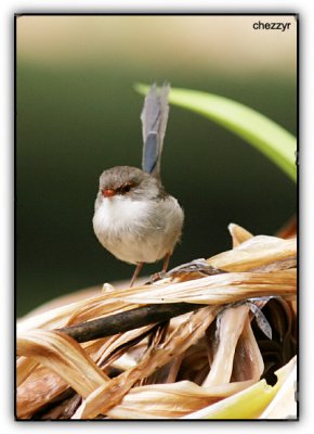 Superb Fairy Wren (female)