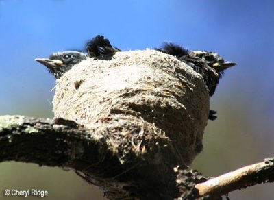 willie wagtail babies in nest