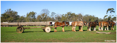 1008- working horses