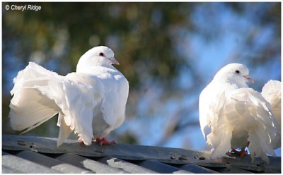4567- white doves