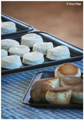 4623- scones