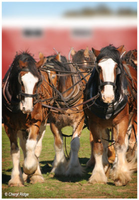 4661- working horses