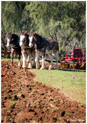 4750- working horses