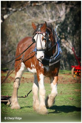 4884- working horse