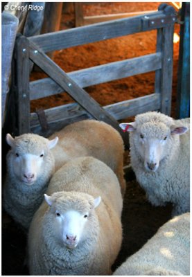 4943- sheep