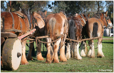 4949- working horses