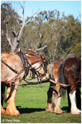 4965- working horses