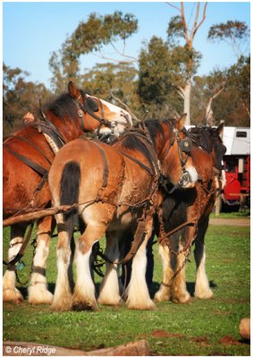 4970- working horses