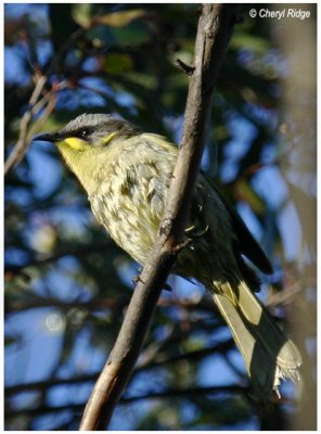 1151- purple gaped honeyeater