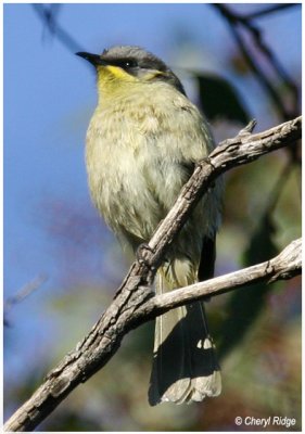 1161- purple gaped honeyeater