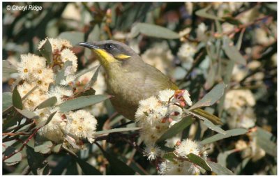 4551- purple gaped honeyeater