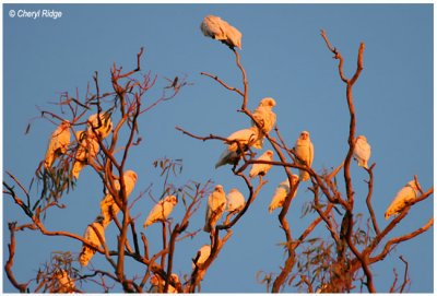 5008- corellas roosting before sunset