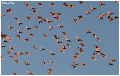5022- a disturbed flock of corellas before sunset