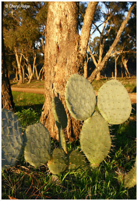 1114- wild cactus