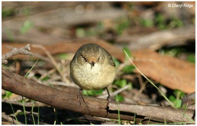 1168- buff rumped thornbill