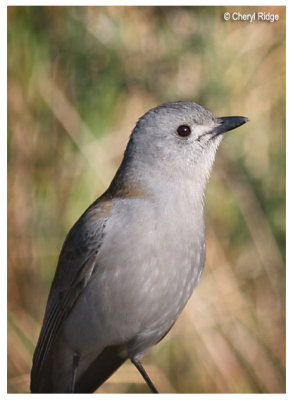 5121- grey shrike thrush