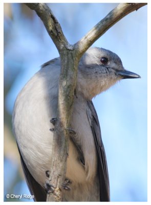 5288- grey shrike thrush