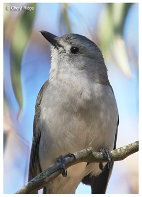 5301- grey shrike thrush