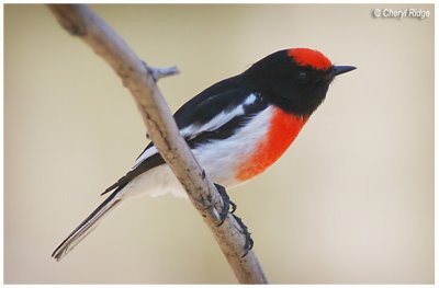8275- red capped robin (male)