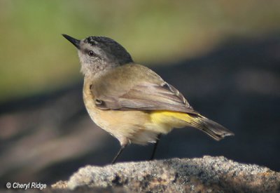 8306- yellow rumped thornbill