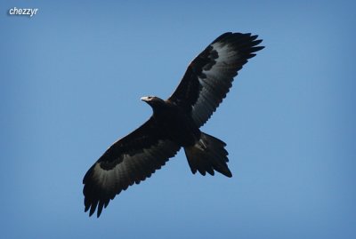 8790-eagle