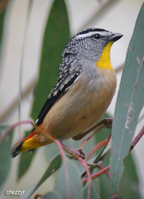 8891-pardalote