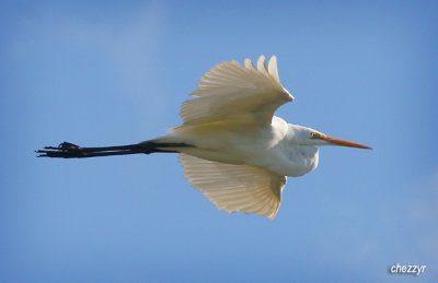 8806-egret-fly