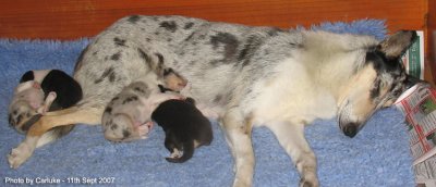 pups at 12 days old