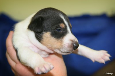 9393- tri boy 2 weeks old - angus