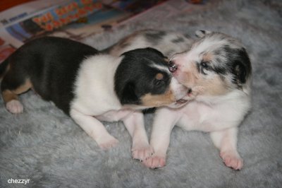 9601- tri boy and one blue boy - angus and jani - 2 wks old