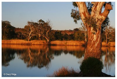 9776- murray river sunrise (near Big Bend SA)