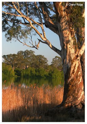 9777- murray river gum tree