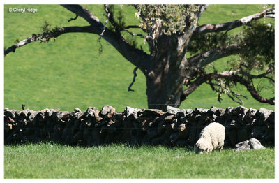 9461- old stone fence and sheep near Strathalbyn